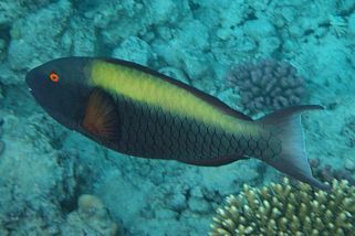 Cetoscarus bicolor - Masken-Papageifisch (Zweifarben Papageifisch)